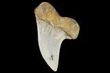 Mako Shark Tooth Fossil - Sharktooth Hill, CA #94706-1